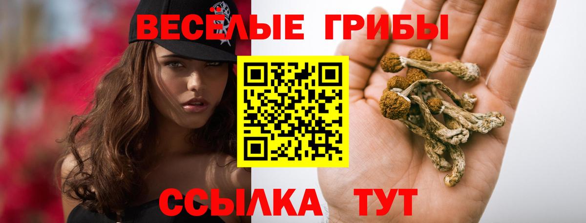Клинцы  где продают наркотики  Вход с VPN  Псилоцибиновые грибы Cubensis 